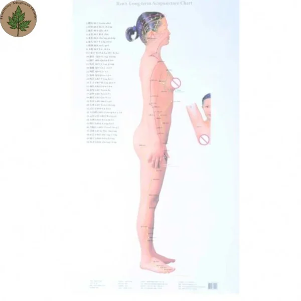 Moxibustion Acupoint Chart