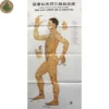 Moxibustion Acupoint Chart