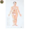 Moxibustion Acupoint Chart