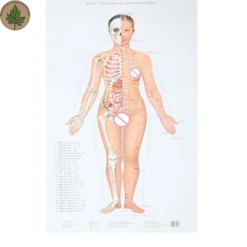 Moxibustion Acupoint Chart