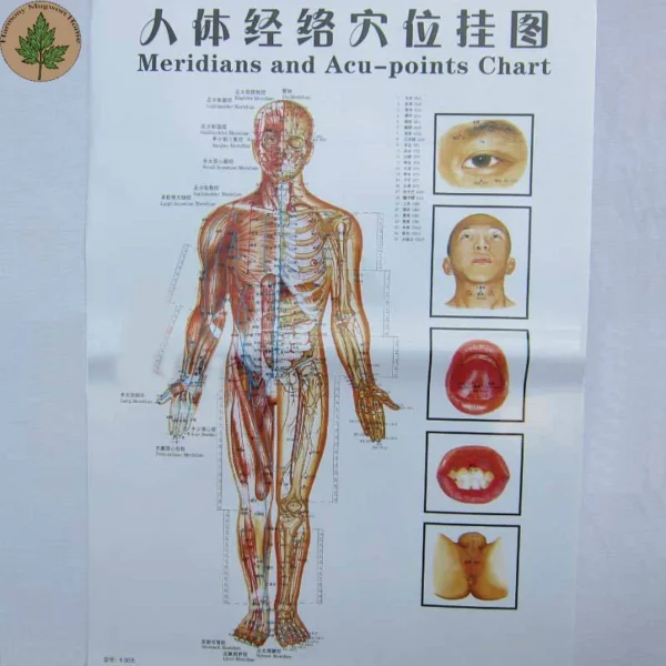 Moxibustion Acupoint Chart