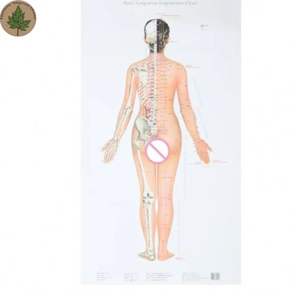 Moxibustion Acupoint Chart