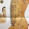 Moxibustion Acupoint Chart