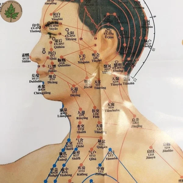 Moxibustion Acupoint Chart
