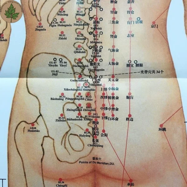 Moxibustion Acupoint Chart